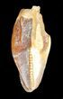 Bevnosovia (Basal Hadrosauroid) Tooth - Uzbekistan #38977-1